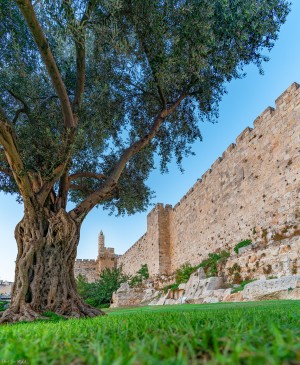 Tower of David