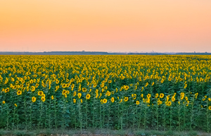 sunflower field