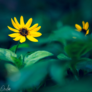 yellow flower