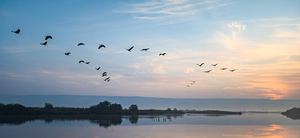 Bird migration Hula Valley