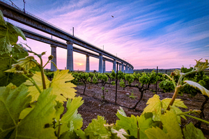 Vineyard and bridge