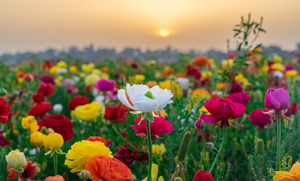 Flowers at sunrise in southern Israel