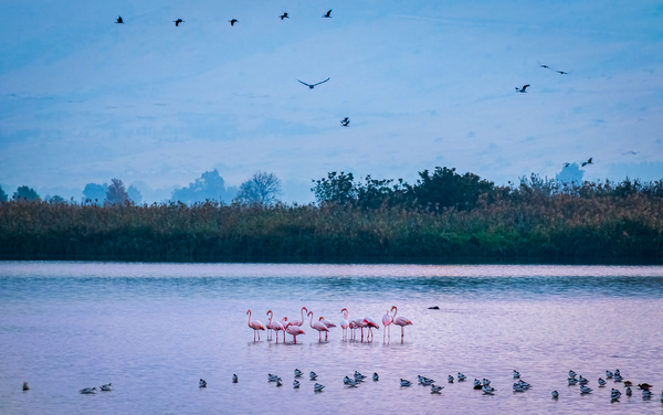 Flamingos in the Hula Valley Print