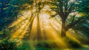 Modern Abstract Nature Canvas Print - Bold & Vibrant Wall Art for Contemporary Spaces