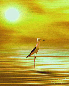 0EAA9AB5 6301 4C35 9559 0211A1426C92