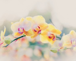 Orchid 2