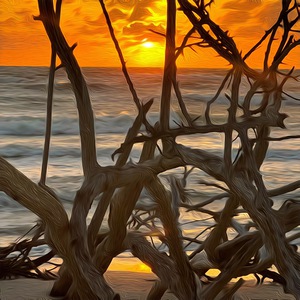 Through The Driftwood 