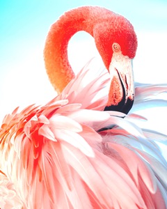 Pastel Flamingo