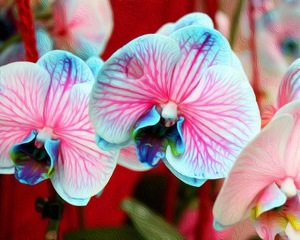 Orchid 6