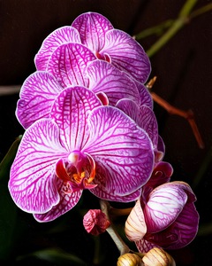 Orchid 8