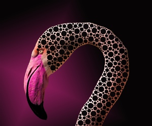 Pink Billed Spotted Flamingo 