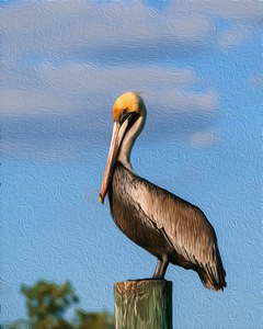 Pelican Perching