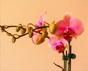 Orchid 13