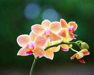 Orchid 12