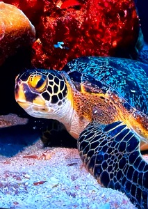 950121BA C5F5 4410 8FFC 79B59F184A2F