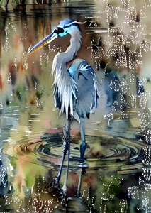 Beautiful Blue Heron