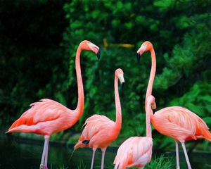 The Flamingo Family
