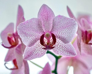 Orchid 3