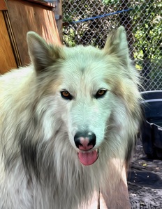 White Wolf Victor