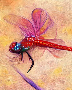 The Mystic Dragonfly