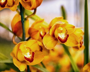 Orchid 7