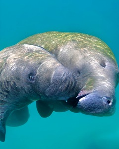 Manatee Love