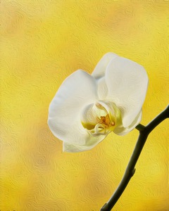 Orchid 14