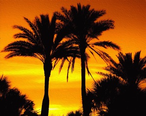 Serene Sunset Palms 
