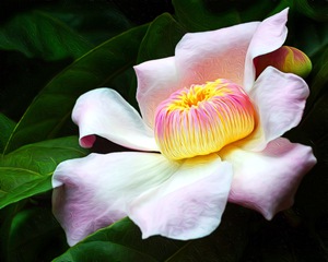 Orchid 4