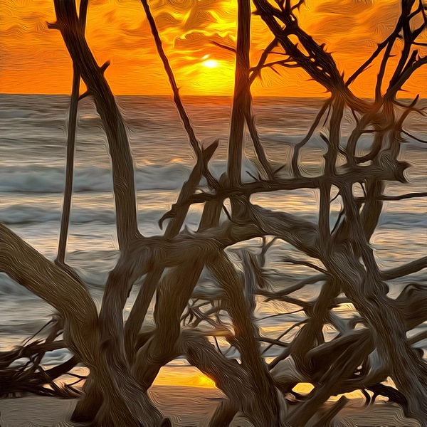Through The Driftwood  Print