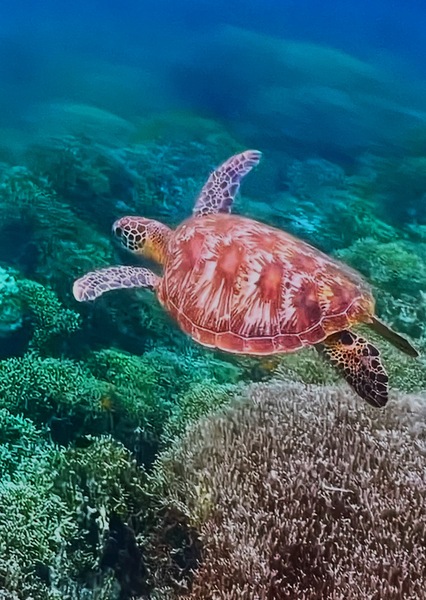 4FA62F86 4961 4717 943D BC42CFB8ABDB Print