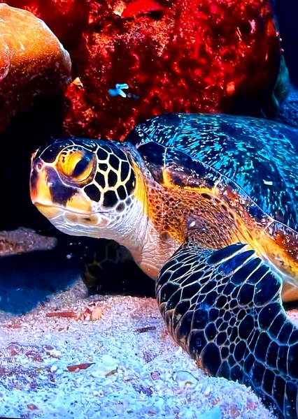 950121BA C5F5 4410 8FFC 79B59F184A2F Print