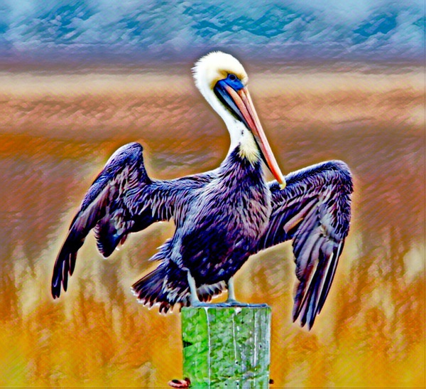 Pelican Spreading Wings Botanical Gardens Print