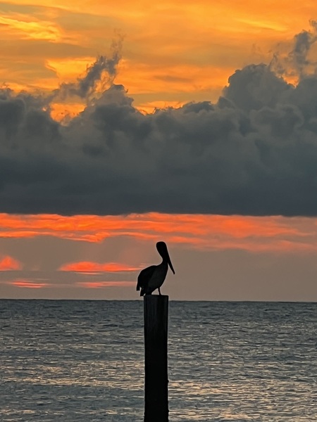 The Lonely Pelican Print