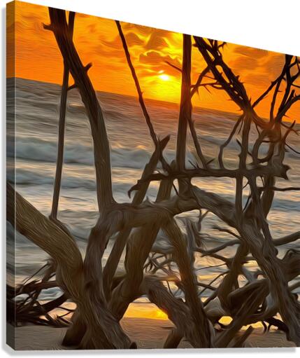 Through The Driftwood  Canvas Print