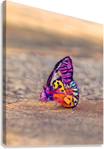 Butterfly On Beach Canvas Print