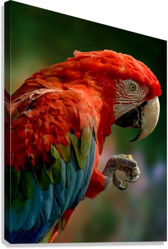 F86E1361 5A23 4A0F 9C78 4DABEE3AD4EA Canvas Print