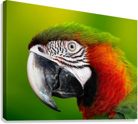 7F95D3C0 81A8 4645 9E33 E8E0E041A368 Canvas Print