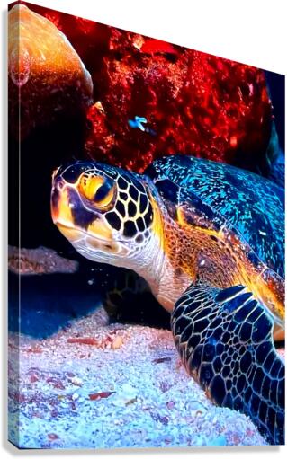 950121BA C5F5 4410 8FFC 79B59F184A2F Canvas Print