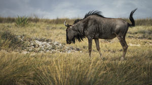 Serenity with Wildebeest