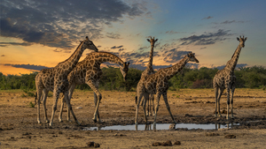 Sunset at Gondwana in Namibia