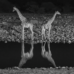 Graceful Giants: Serenity by the Water