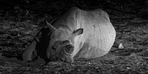 Gentle Giants Downtime