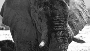 Trunk Tales: Exploring the Wisdom Behind the Wrinkles