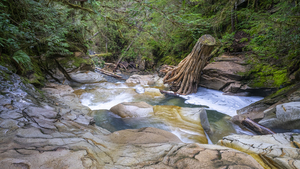 Cascades Sentinel: Trees Legacy