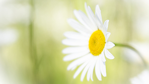 The Subtle Allure of a Simple Daisy
