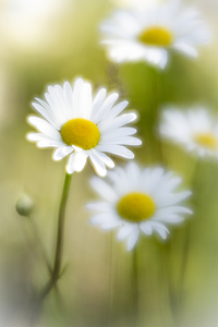 Springs Embrace: Daisies in Bloom