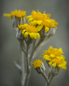 Velvet Touch: The Intricacies of Dusty Miller