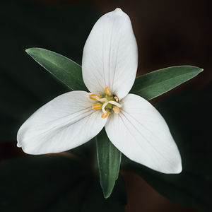 The Lone Bloom: A Study of Solitude in Flora