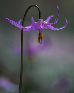 Flowers on a Morning Walk 